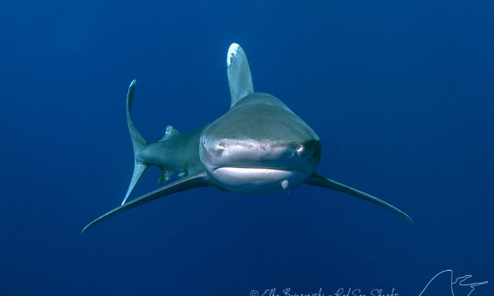 Join renowned Shark Expert Dr Elke Bojanowski for a Shark Week ...